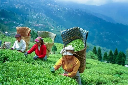 Darjeeling Travel Guide – Things You Need To Know Darjeeling Travel Guide – Things You Need To Know